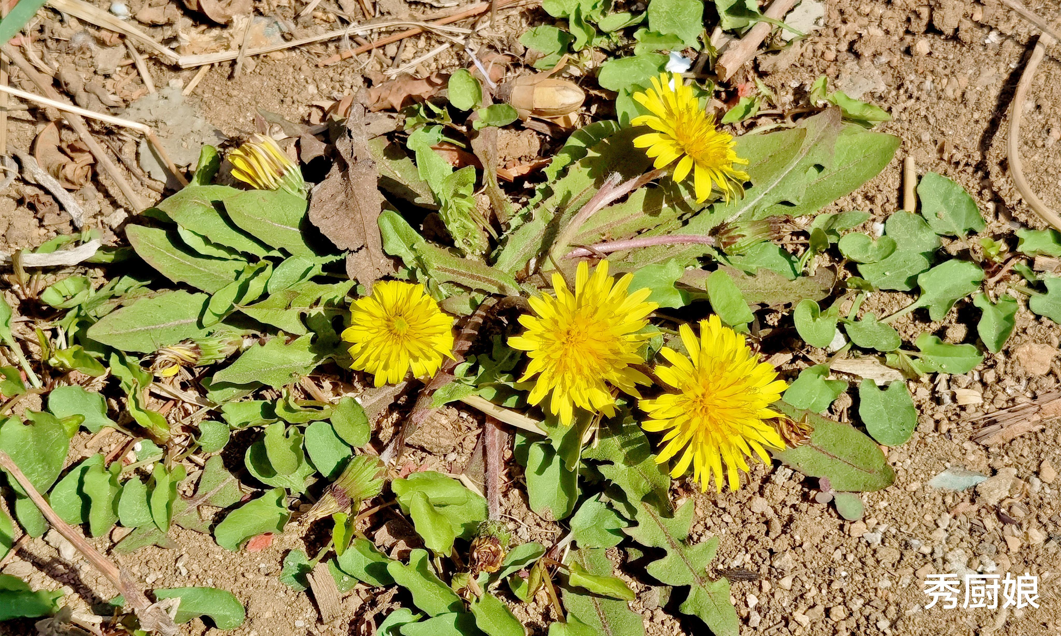 饺子|冬天，遇到这菜别手软，农村遍地是，不花一分钱，包饺子吃真香