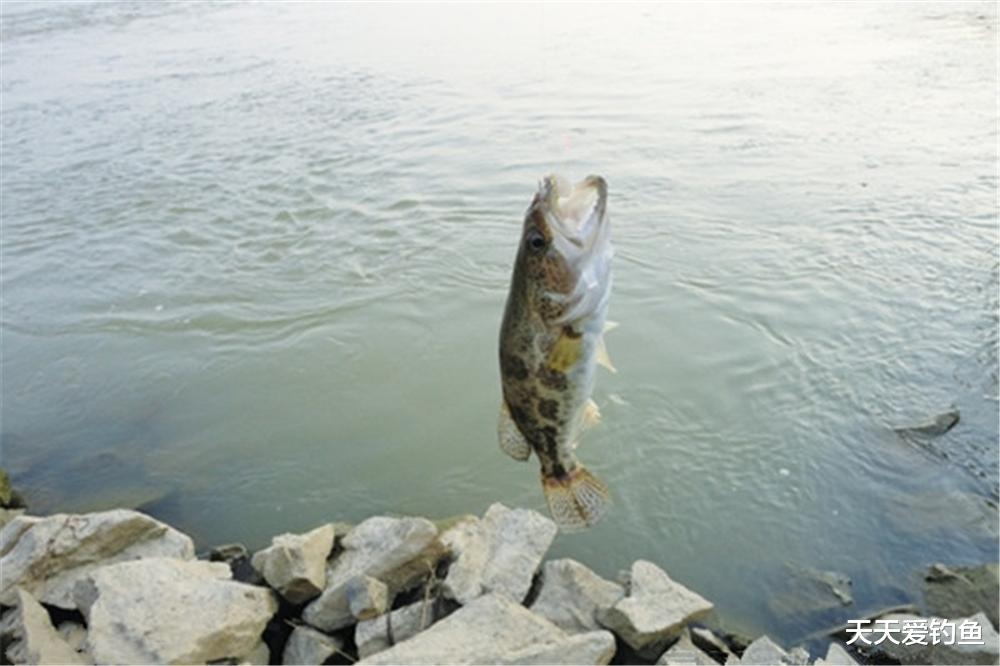 |野钓鳜鱼,就用民间这种土方法,方法简单效果一流