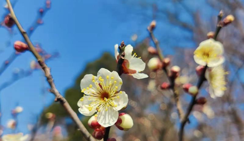 中国足球|为什么同一个公司的管理者比技术人员收入高？