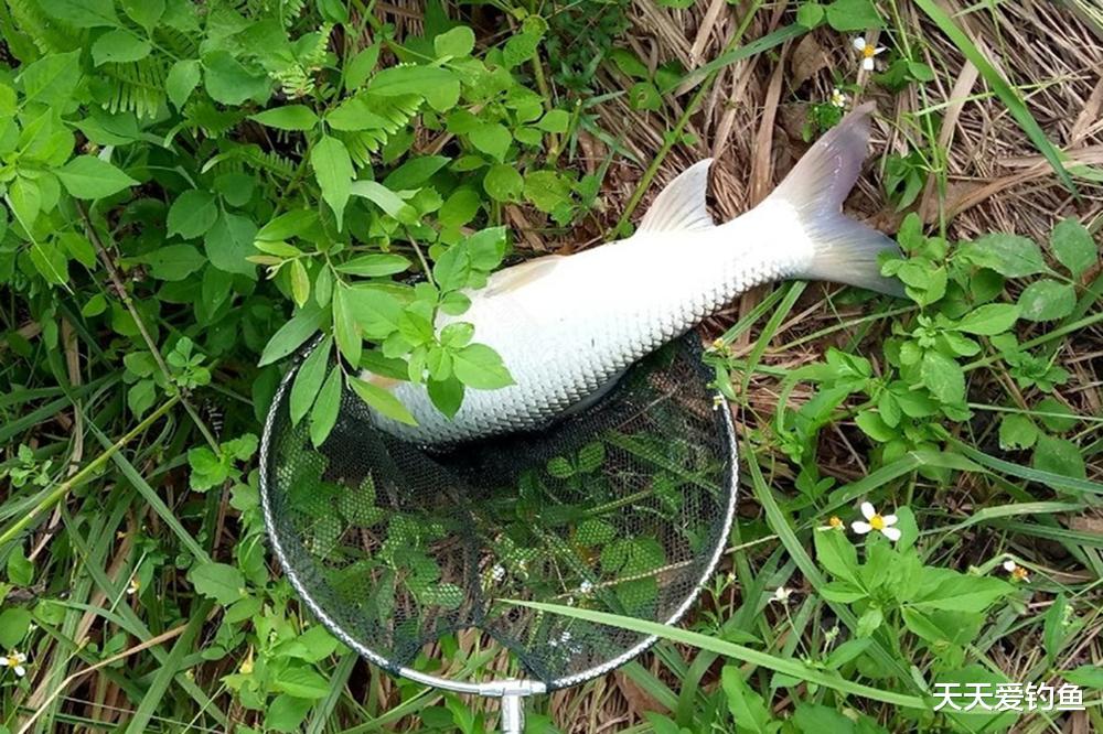 这种钓法边钓边诱,杜绝小鱼闹钩,适合大水面野钓大鱼