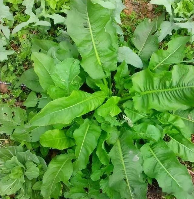 牛都不吃的农村野草，为何古人视若珍宝，还称呼它为“金不换”？