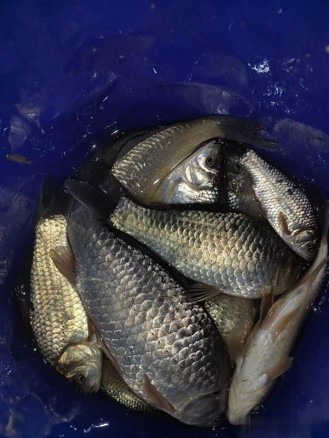 夜钓|钓鱼日记——2023年4月24日(碧水庄园夜钓)