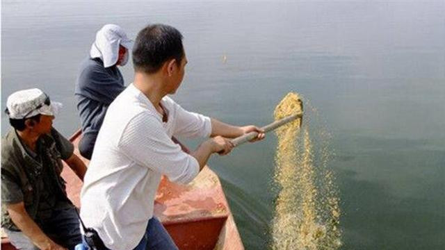 夏季要想“爽钓”黄尾鱼，诱鱼是关键，鱼群来了“爆护”不是难事