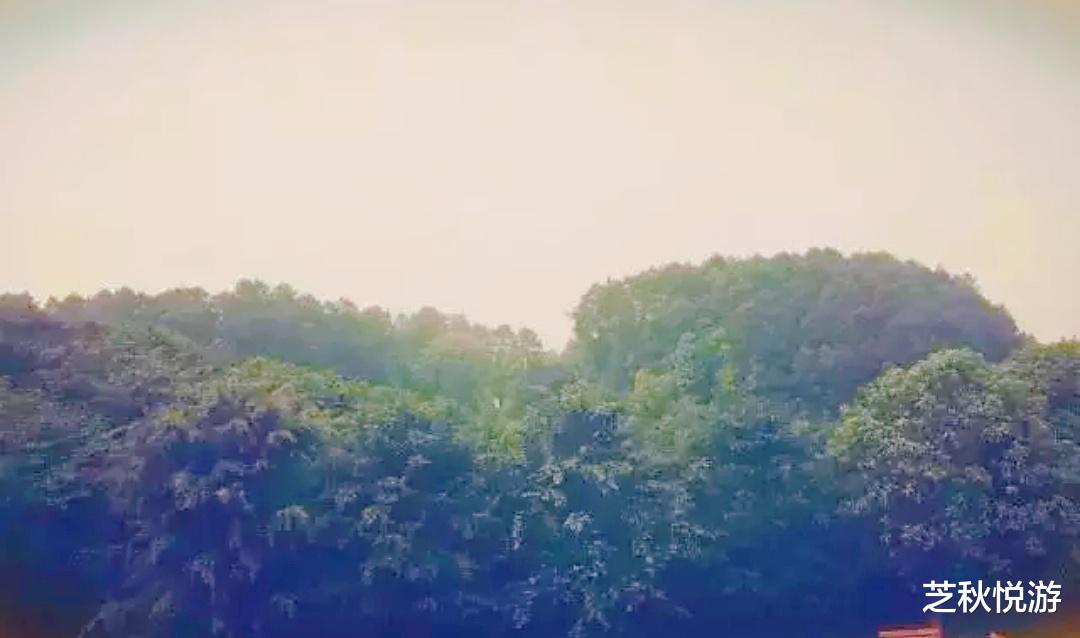 红豆杉|巴南红豆杉谷景区介绍