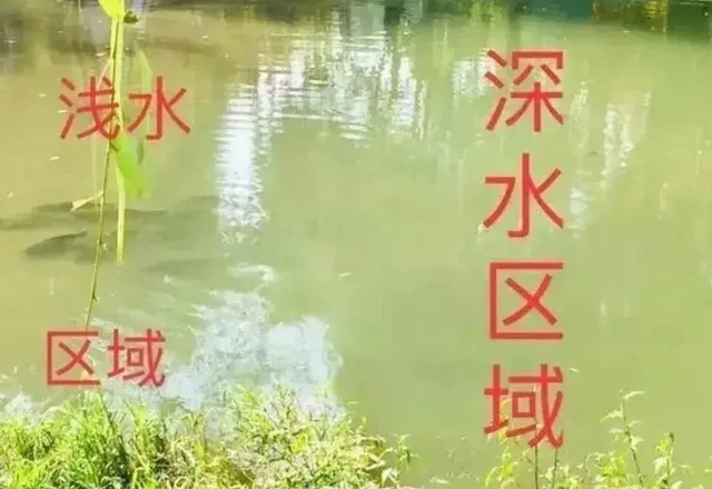 饵料|谷雨时节| 钓深还是钓浅？选错就是喂鱼