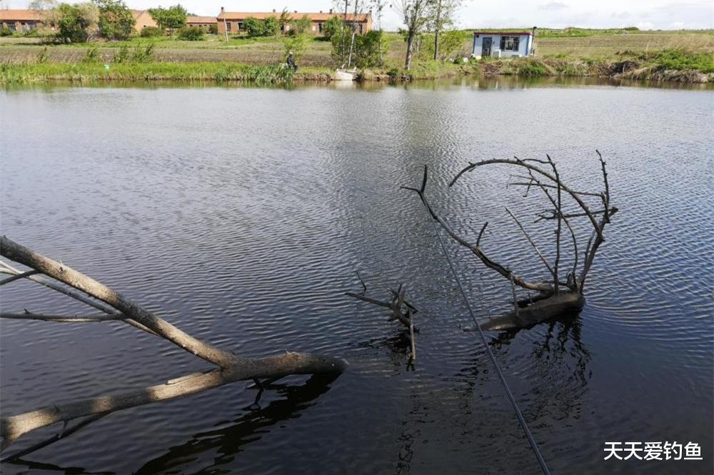 野钓黄颡鱼，钓位选择4要诀，找对位置一条接一条