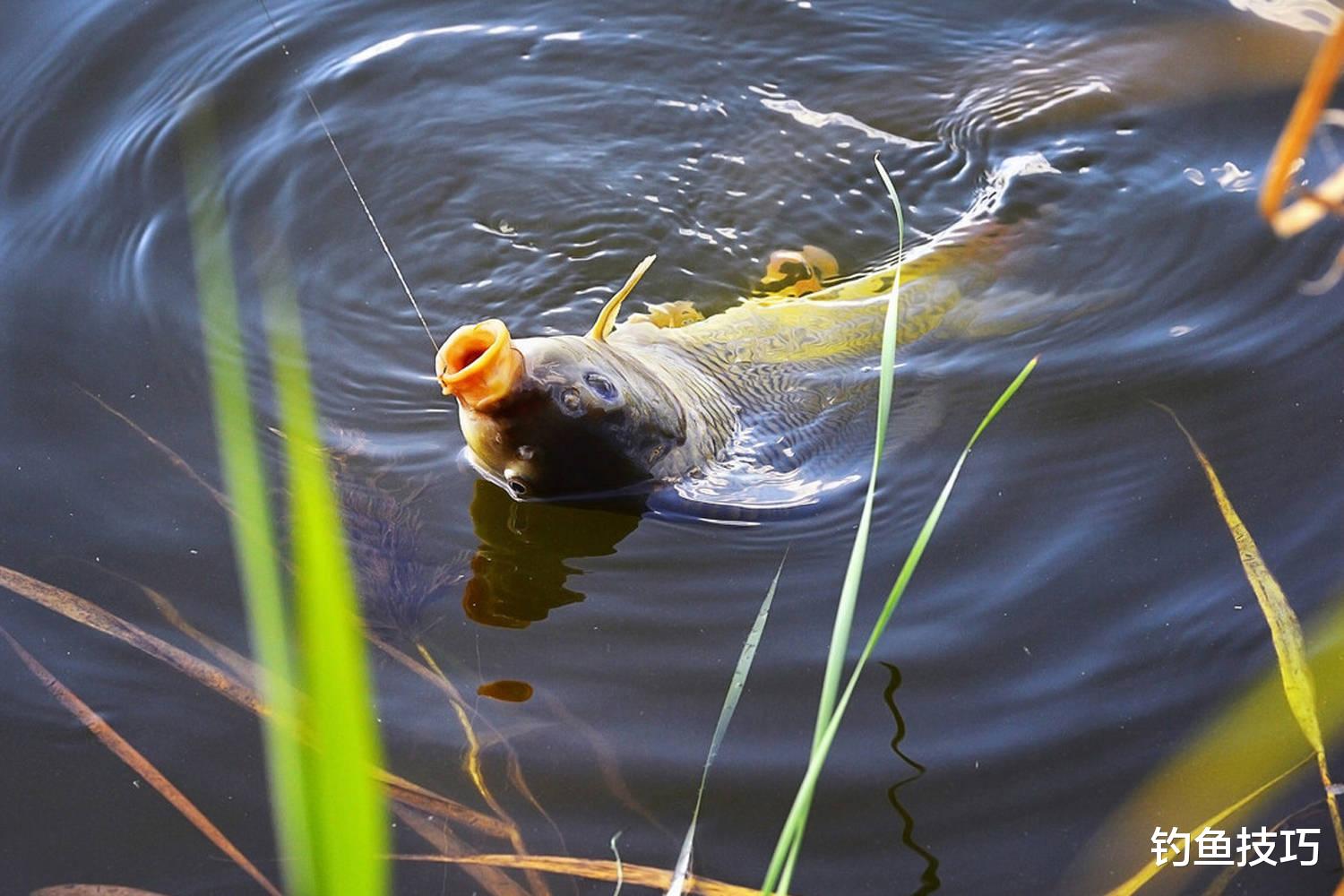夏季野钓的5个口诀,让鲫鱼鲤鱼变得很好钓