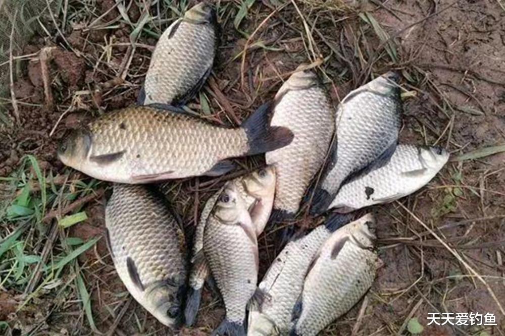 天气越冷鲫鱼藏得越深,试试这2种钓法,专钓深水大鲫鱼