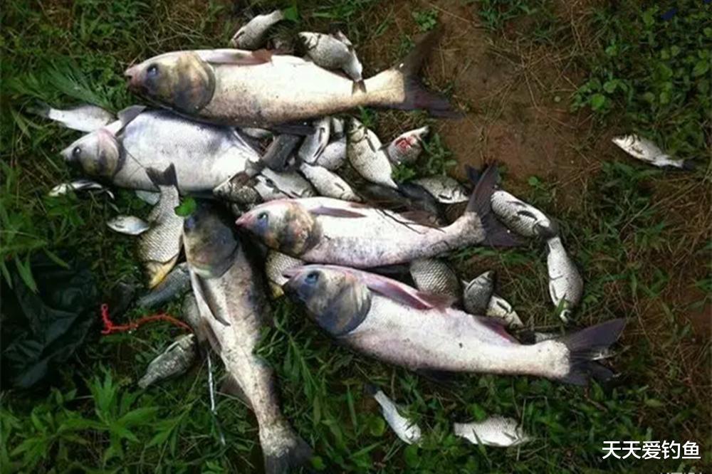 三伏天野钓,这种钓法是关键,用好了天天钓爆护