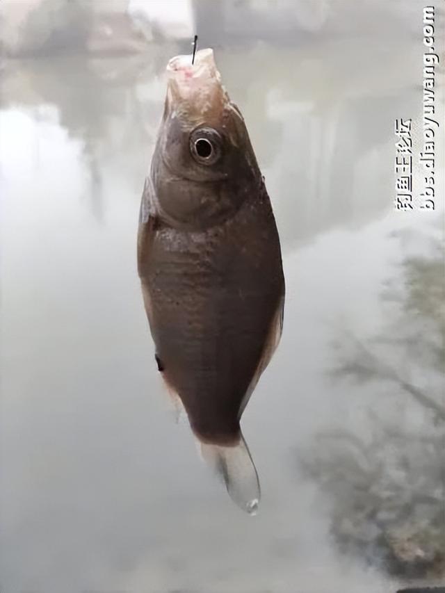 地狱猫一开,爆护自然来