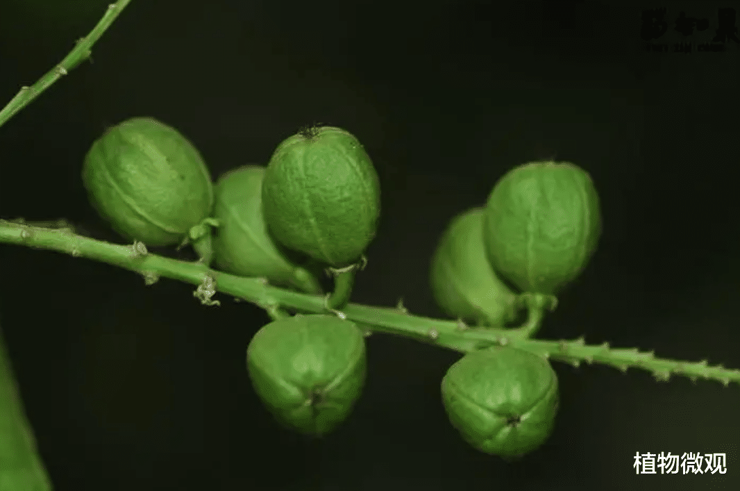 巴豆,又称双眼龙,食用会导致腹泻,有3大作用,农民要了解!