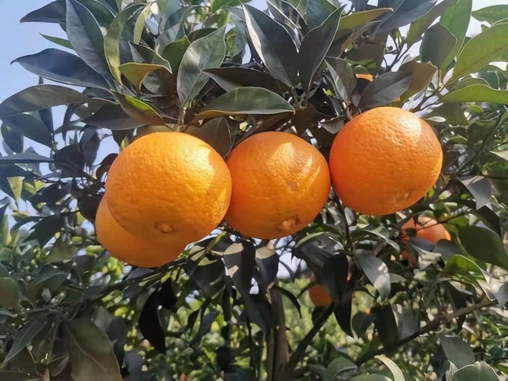 果冻|果冻橙大量上市，别再瞎买了，10年果农教你避开5个购买误区