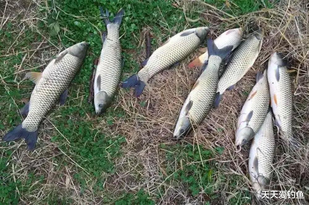 荤饵活,鱼不舍!野钓4大活饵,最后这种才是王者