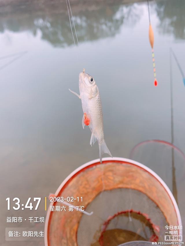 深水区|【钓鱼之家虾粉】阴雨退水鱼难钓,田螺姑娘来报道