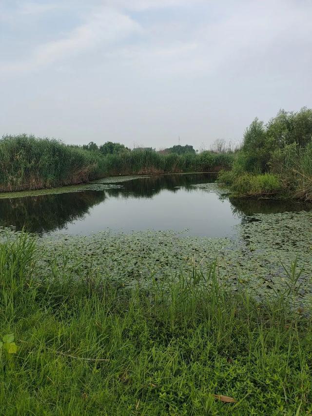 【试钓报告】维它米配易杯饵,轻轻松松一盆鱼!