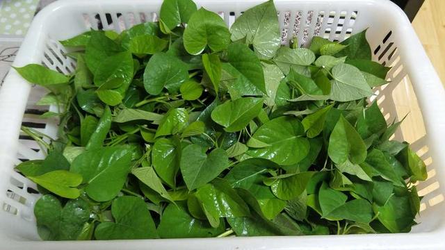 红薯|我国瞧不上的“野菜”,却被日本大量进口,还称其为“长寿菜”?