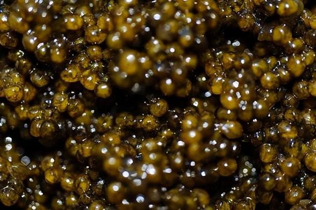 鱼子酱|俄罗斯70万一勺的鱼子酱，到了中国后，为何却变成了“白菜价”？