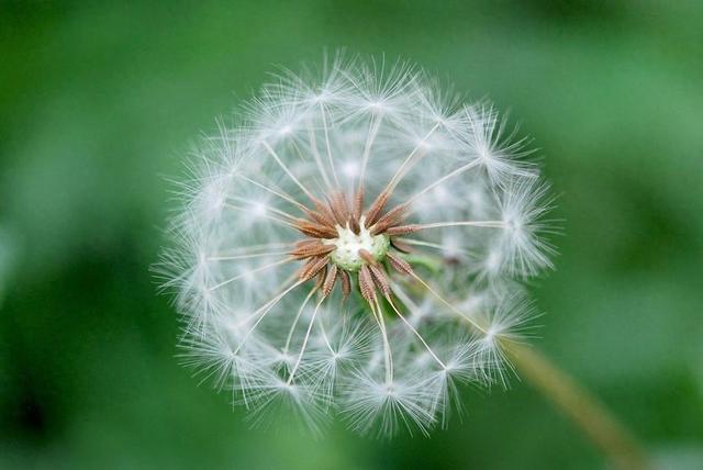不起眼的野菜：蒲公英，却是治眼疾的良药