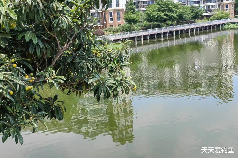 植物|夏天钓草鱼,找这4种钓位,大草鱼一钓一个准