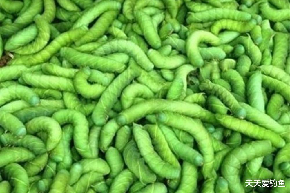 盛夏野钓草鱼,最有代表的4种饵料,最后这种能绝杀