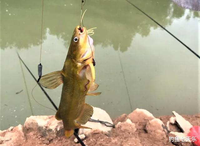 |夏季垂钓黄辣丁,守钓效果不好?这些方法可解决“渔获少”的问题
