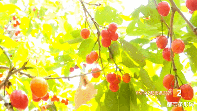 翡翠|好甜!“红玛瑙”上市啦!