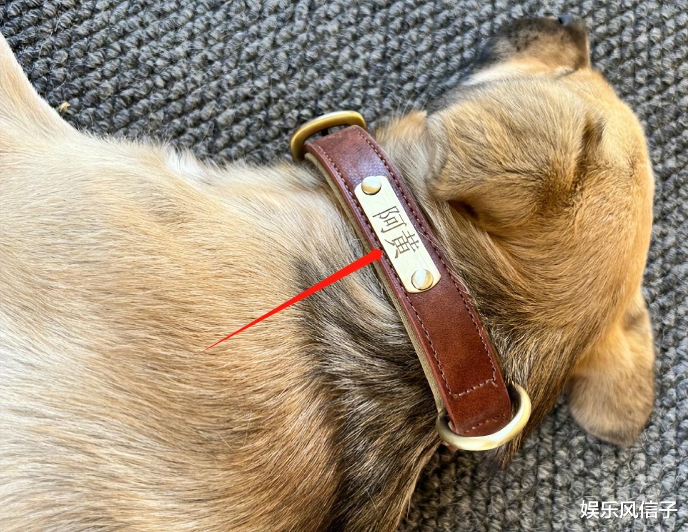 Angelababy晒母子合影！穿露脐装赘肉遮不住，晒爱犬阿黄惹争议