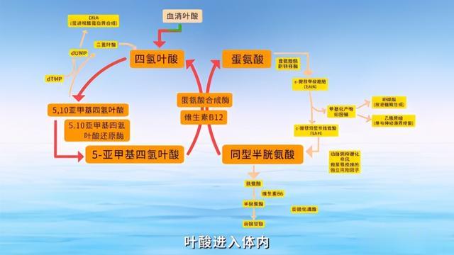 经络|科普:补充叶酸是预防脑中风的关键?