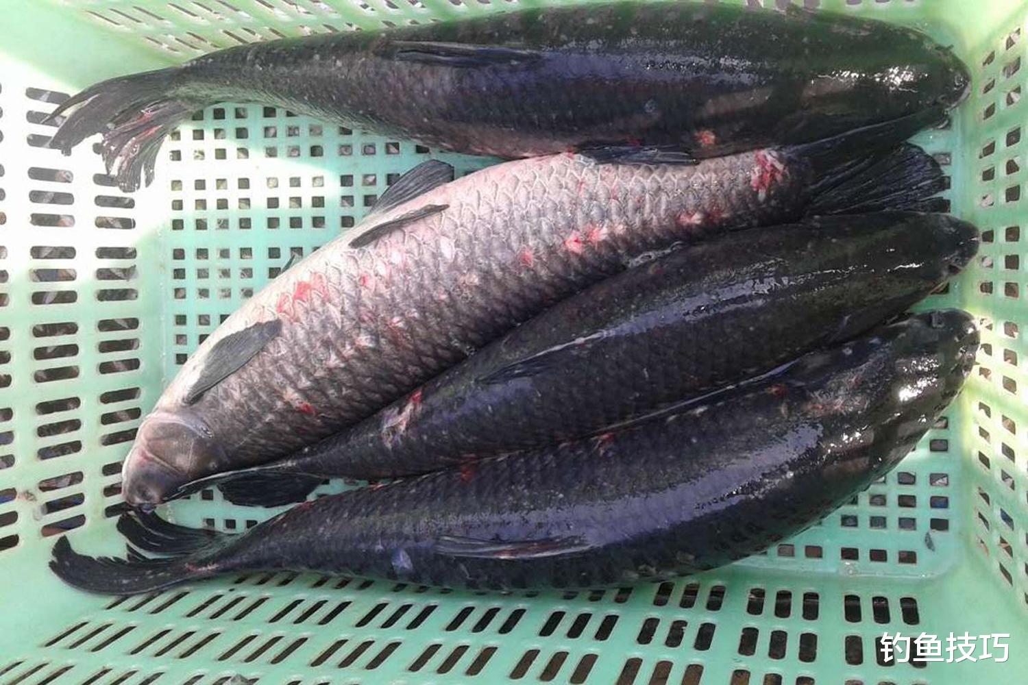 青鱼在冬季的4个觅食习惯,钓青鱼必学知识