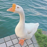博速搞笑