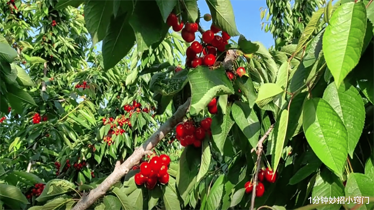 |自助餐里隐形的5种贵菜,多吃点就能轻松回本,可惜很多人都不懂