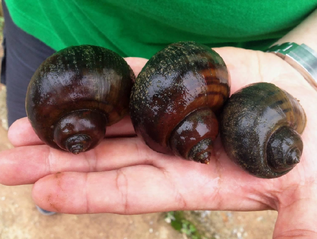 肝脏|提醒：6种食物是寄生虫的“重灾区”，宁愿少吃或不吃，也别贪嘴