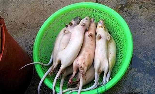 |躲过了中国人的筷子,却被越南人当做美食?越南人为啥爱吃鼠肉?