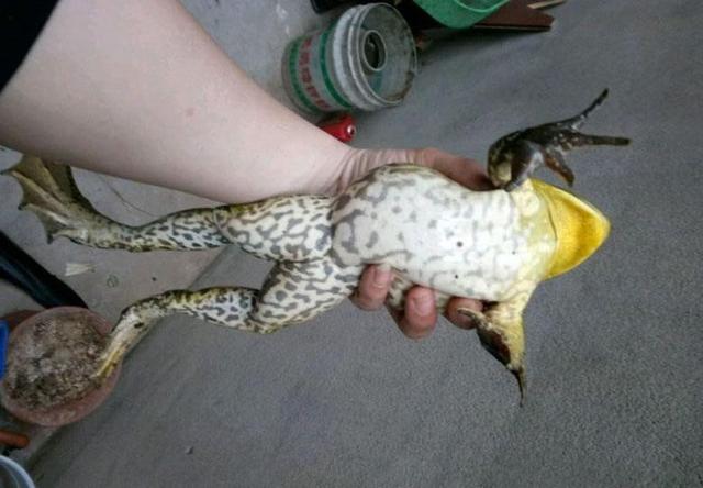 钓鱼|钓鱼变成钓蛙?广西小伙因钓不到鱼,拿着鱼竿改行钓青蛙