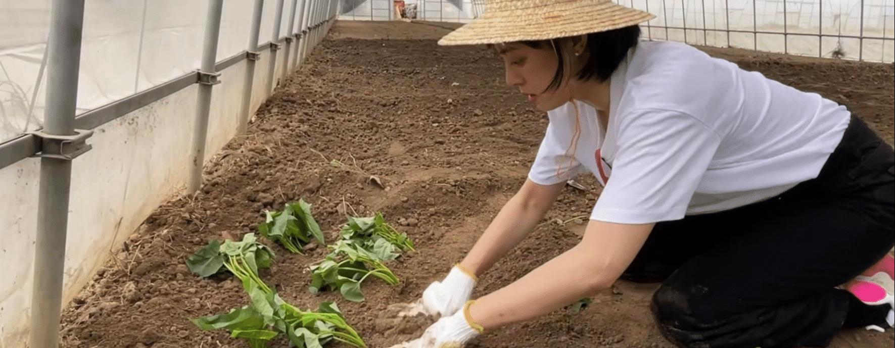 孙俪|孙俪承包大棚种菜曝光：变身农民狠干苦力活，种菜卖力气太有趣味