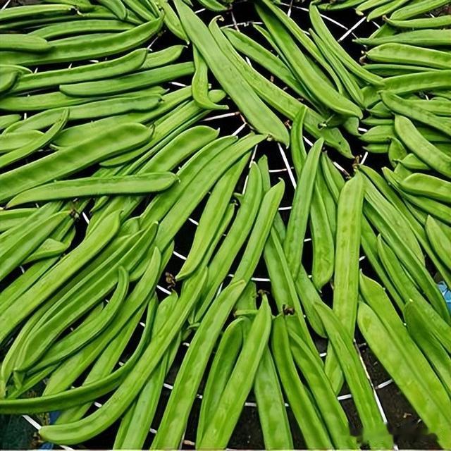 刀豆|這種蔬菜有毒，農(nóng)村卻常拿它來做家常菜和腌菜，而如今為何消失？