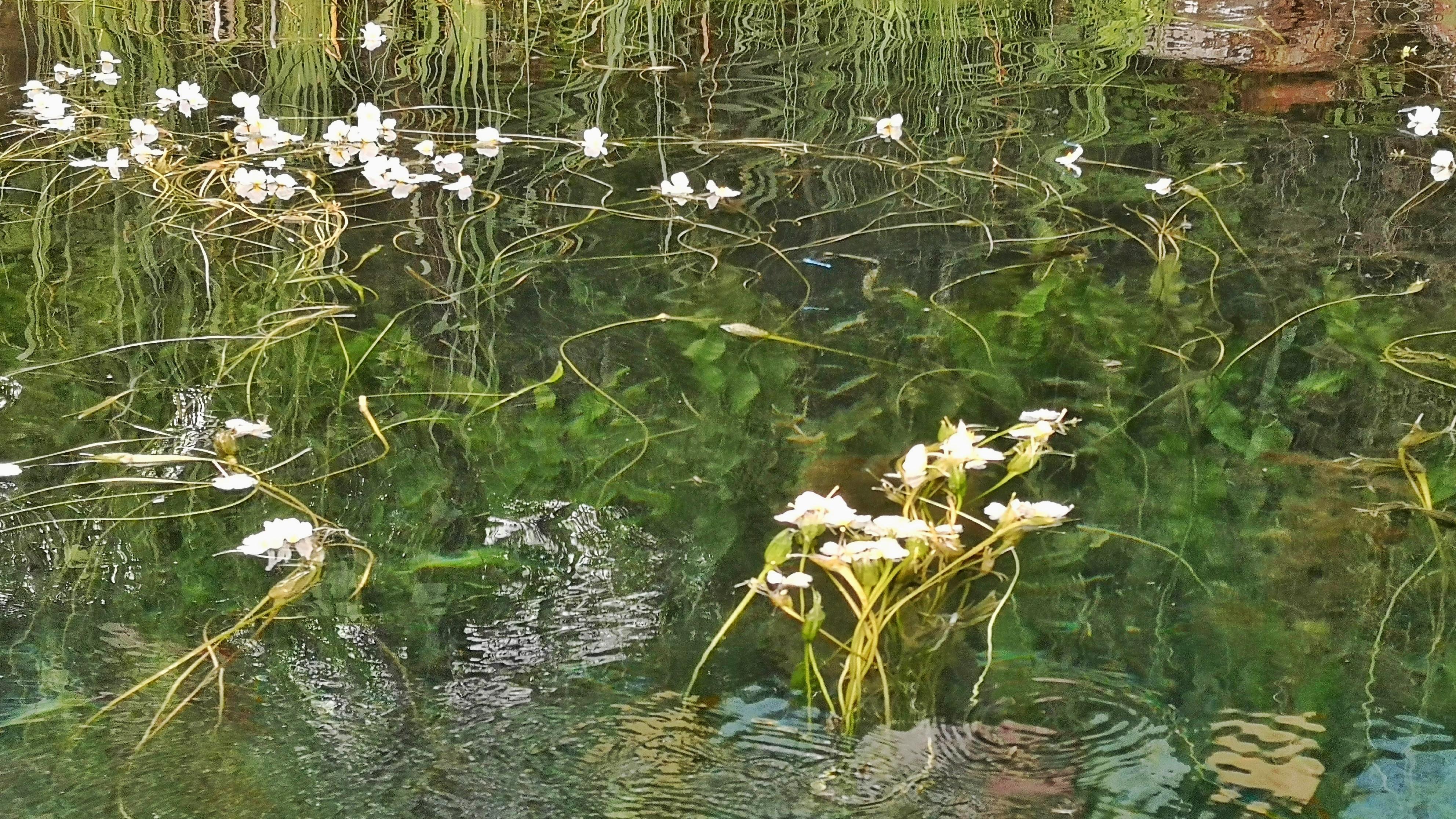 泸沽湖|带你去看泸沽湖水性杨花