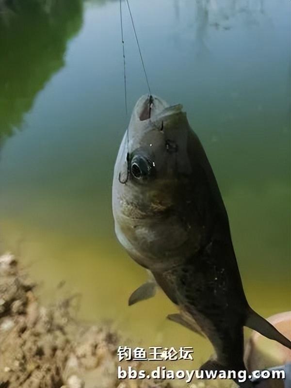 五龙河畔钓休闲,鲫鲤鲢鳙出水面