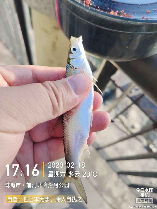 鳊鱼|今天是个好日子,用小钩鱼儿多多上,换大钩连竿大麦鲮