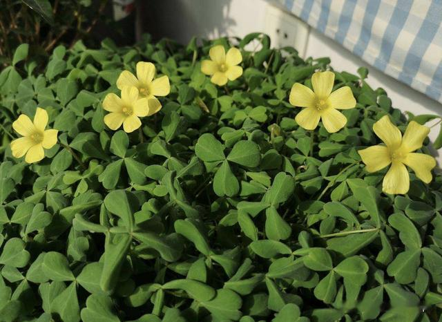 明明含有剧毒杂草，却被穷苦人家当“土人参”，如今为何还在食用