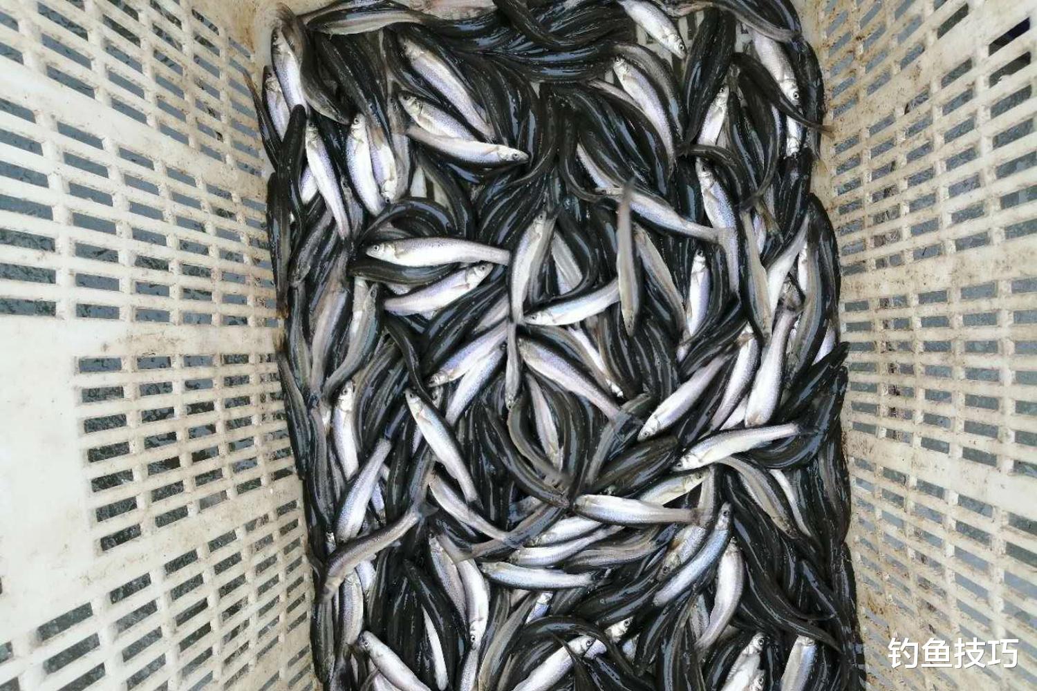 冬天黑坑柳根鱼的5钓5不钓，可大幅增加鱼获