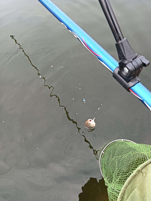 饵料|2023第一钓，面食配红虫，上鱼不再愁