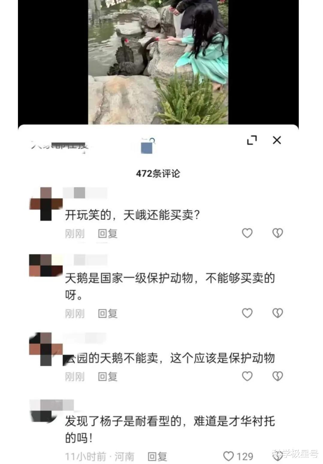 杨子|娱乐圈宠妻狂魔扬子,520当天买天鹅回去当礼物送黄圣依!