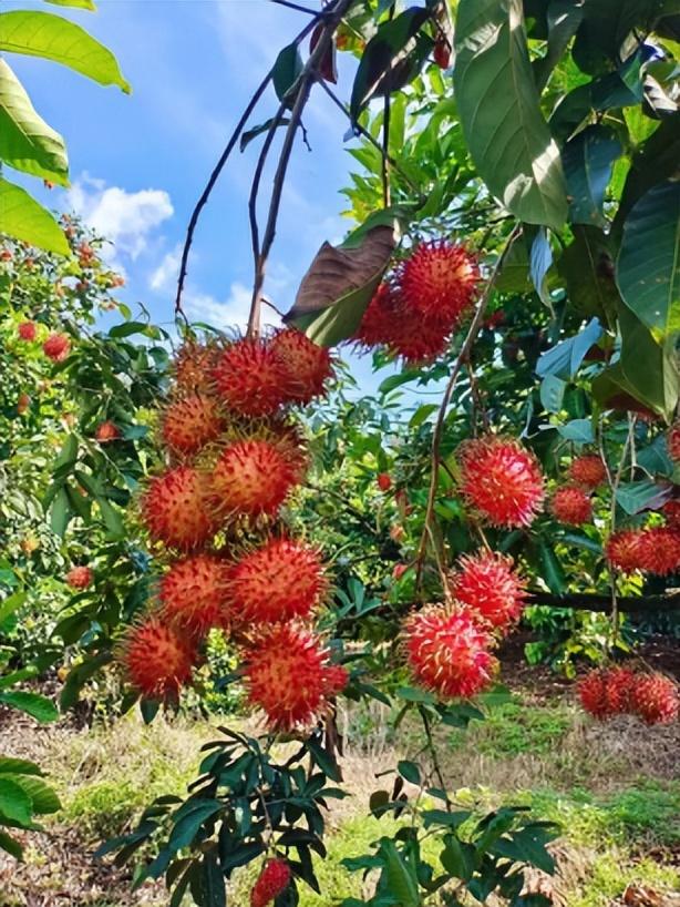 水果|越来越少见的4种水果，在80年代很受欢迎，如今你能买到几种?