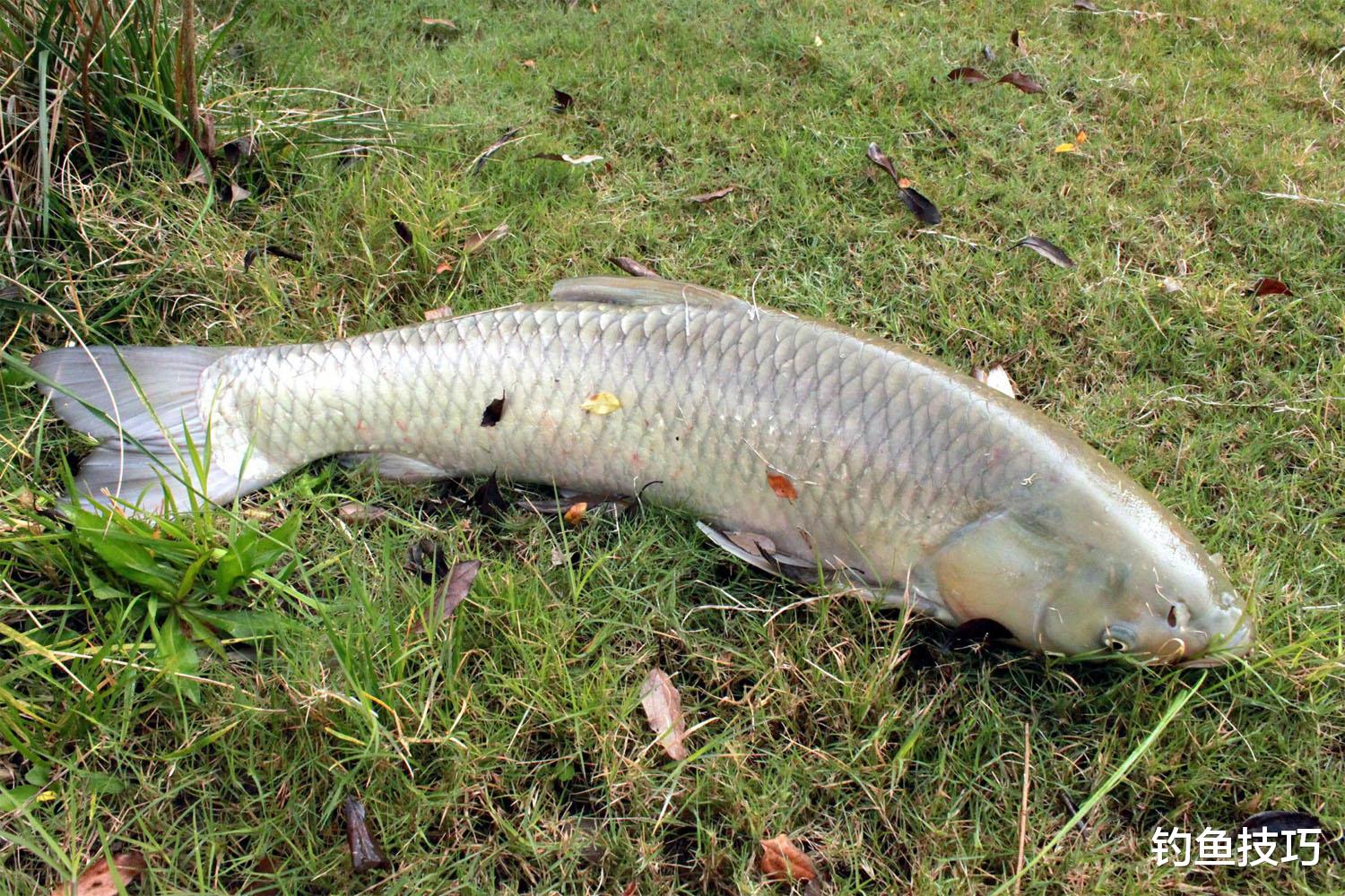 鱼钩|钓草鱼的5个秘诀,掌握之后肯定比平时钓得多