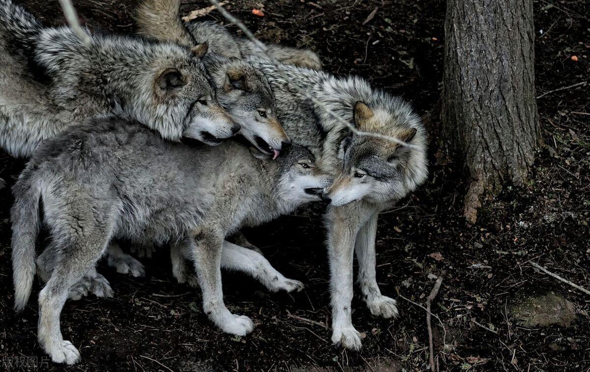 恶狼|新婚夫妇去西藏度蜜月！遭遇五只恶狼追击，最终不敌狼群命丧高原！