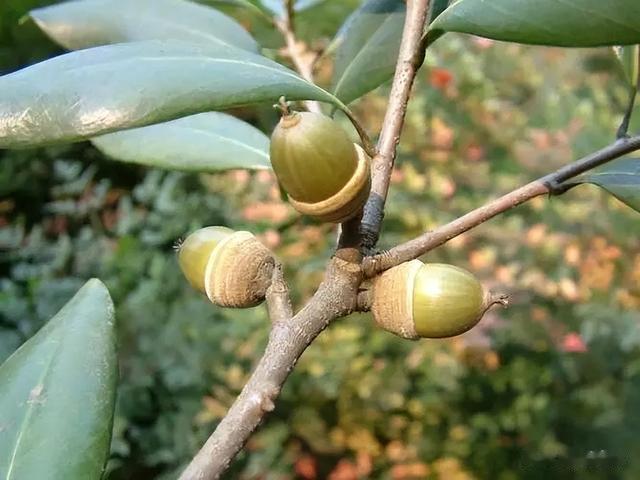 闺蜜|曾经是人们的主食,一棵结果数百斤,如今为何掉一地没人要?