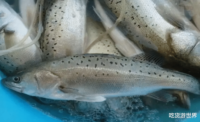 鱸魚|買鱸魚，挑“大肚”還是“小肚”的？學(xué)會這幾招魚販都夸你內(nèi)行！
