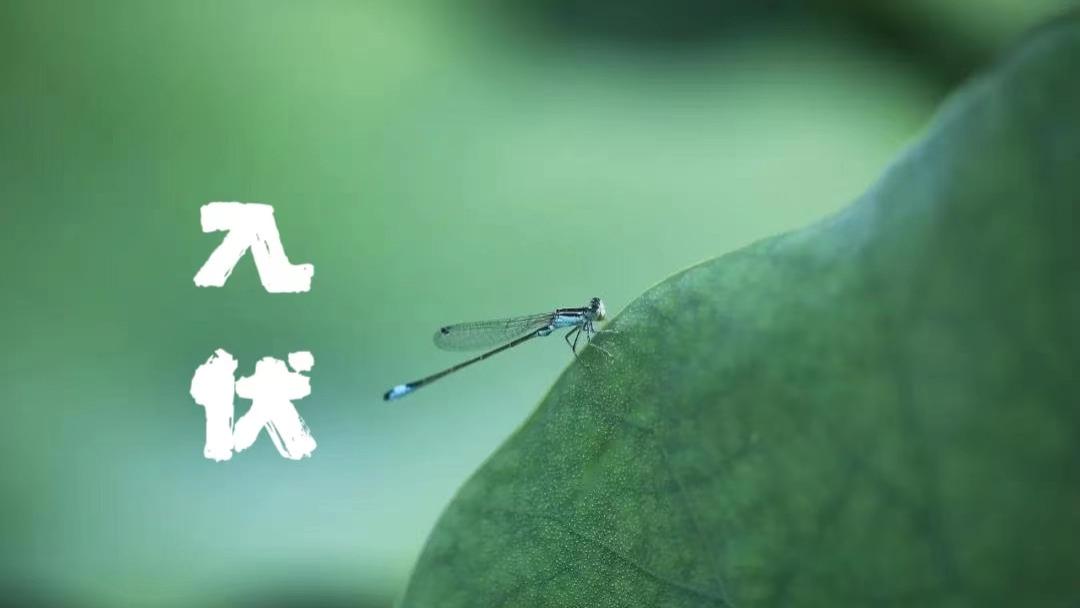 美食教程|明日入伏，提醒家人：三样不上桌，福气不进门，是指啥？传统别丢