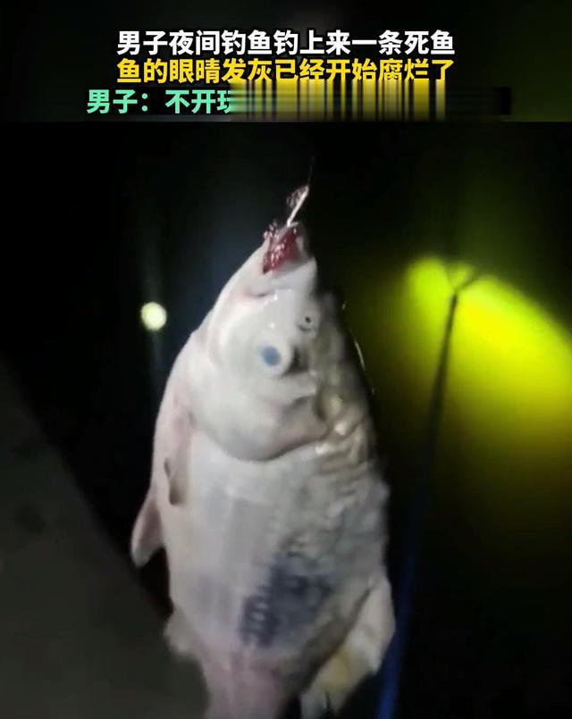 鲫鱼|死鱼正口!男子钓起鲫鱼,鱼身已腐烂,网友:快点回去,安全第一